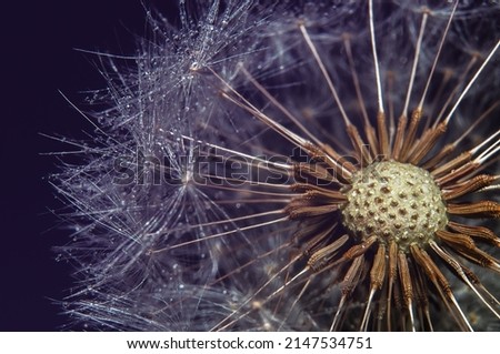macro photo of dandelion with colorful water drops. Abstract graphics element
