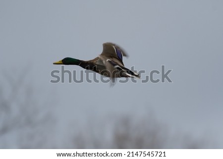 Male Mallard flying over the lake. Mallards are large ducks with hefty bodies, rounded heads, and wide, flat bills.