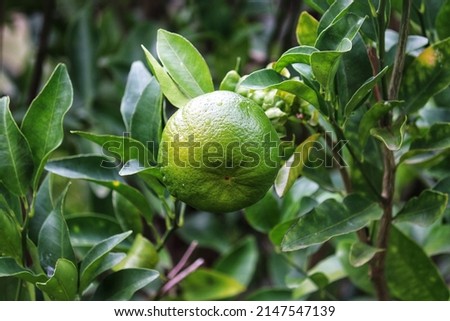 A small bergamot tree in the garden.	