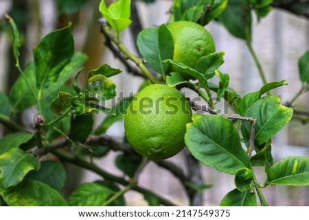 A small lemon tree in the garden.	
