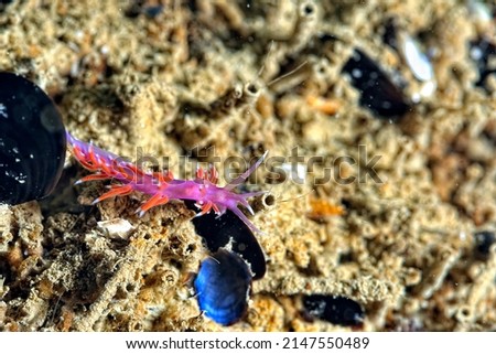 A picture of some beautiful and colored nudibranches