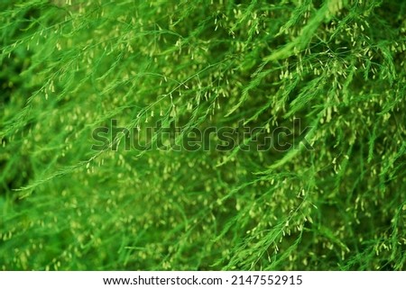 A plant with small green leaves of medicinal asparagus. The concept of growing vegetables in the backyard garden. High quality photo Royalty-Free Stock Photo #2147552915