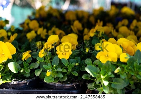 Colorful viola pansy flowers on tray for planting in spring garden works