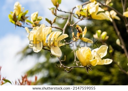 The buds and delicate flowers of Magnolia Yellow Bird come to life in spring time and give a beautiful display in a garden or park
