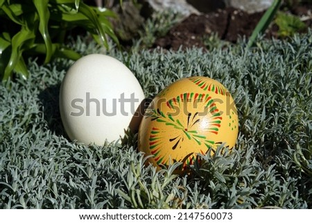 Big ostrich eggs. One is white and the other is yellow and decorated for Easter. The eggs lie on the small leaves of the creeping plant.