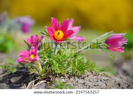 Pasque Flower- beautiful  spring flower (Pulsatilla vulgaris) - selective focus