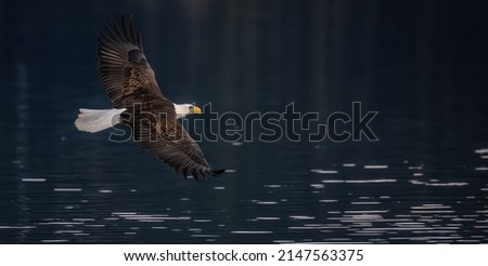 american bald eagle in flight over alaskan waters off cook inlet