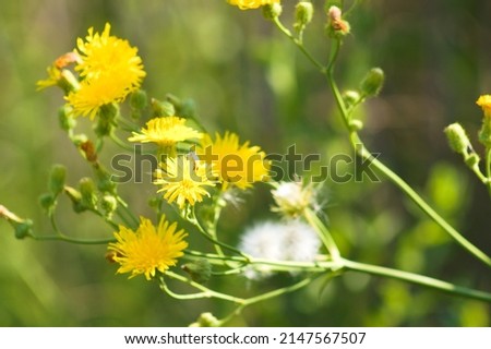 Close-up of perennial sowthistle yellow flowers with selective focus on foreground