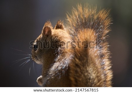 An eastern red squirrel is beautifully lit by spring sunshine in this close-up portrait, causing his tail and whiskers to glow and shimmer in red and gold.