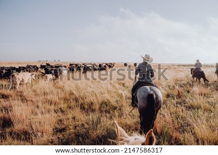 Woman on a cattle drive, riding a horse.  Royalty-Free Stock Photo #2147586317