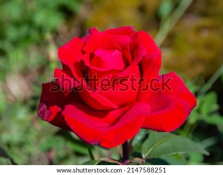 Flower of bright scarlet rose of the "Erotica" variety of Tantau selection close-up. Large-flowered red tea-hybrid rose during summer flowering in country garden. Royalty-Free Stock Photo #2147588251