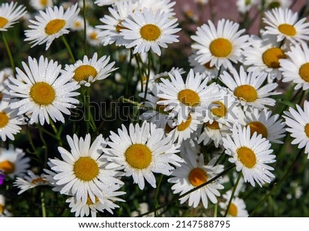 Floral landscape with garden daisy or nivyanik with drops of water on the petals. White-yellow flowers of chaotically growing popovnik or nivyanika ordinary. 