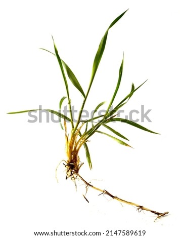 Weed wheatgrass with root isolated on white.