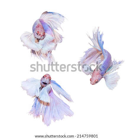 Collection of Siamese fighting  fish 