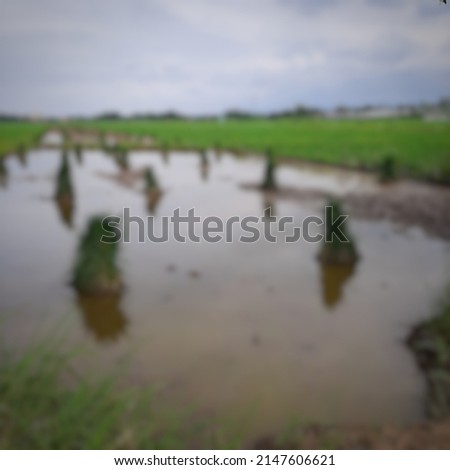 Defocused abstract background of rice field area