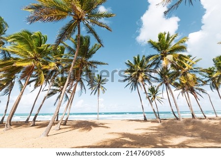 Sandy beach scene with coconut palms, ocean and sky. Tropical nature with exotic trees and foliage. Dominican republic, Uvero Alto Royalty-Free Stock Photo #2147609085