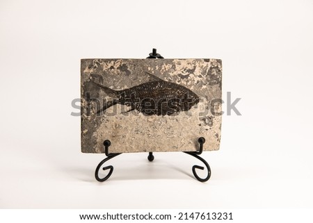 Isolated on white prehistoric fish printed in the stone on a stand as a house decoration, Jurassic, Perm, Cambrian periods 