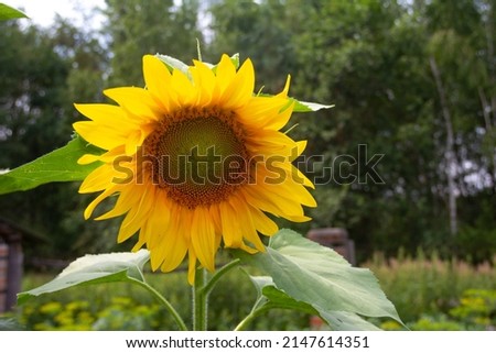 Close up of big sunflower on dark garden background. Single beautiful sunflower with bright yellow orange petals and big leaves.