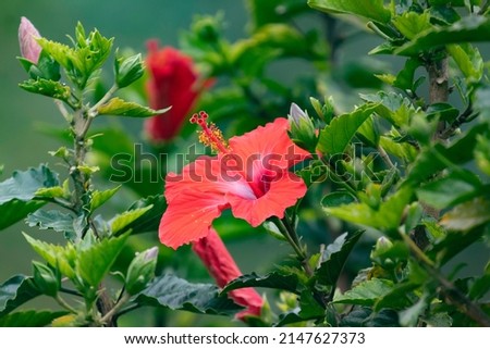 Red Hibiscus flower in bloom