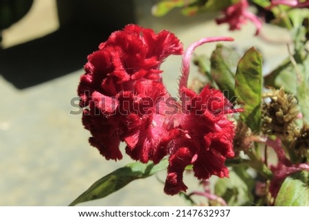 Closeup photo of chicken's comb flower is suitable for your needs
