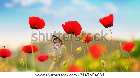 Beautiful red poppy flowers and Monarch butterfly in spring summer in nature outdoors on sunny day against blue sky, close-up, wide format. Blooming poppies in wild.