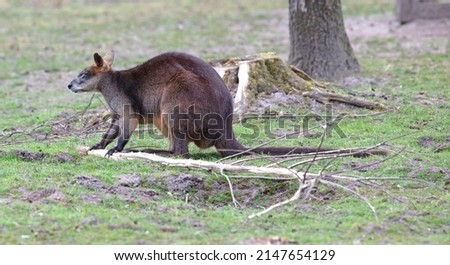 Red-necked Wallaby - Macropus rufogriseus, eating from a fresh branch