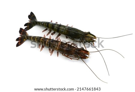 Raw black tiger shrimp isolated on white backgroun