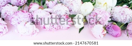 Beautiful blooming pink and white peony flowers border on pink table with copy space for your text, top view and flat lay background