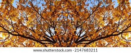 banner beautiful autumn background of oak branches autumn yellow leaves                  