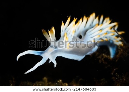 Underwater photography of a seaslug (Flabellina babai)