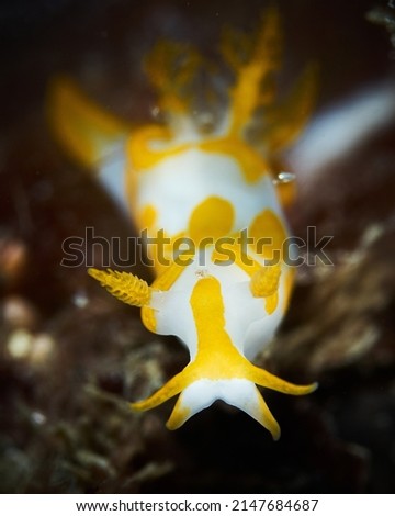 Underwater photography of a seaslug (Trapania maculata)