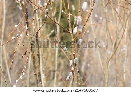 Thin twigs of willow are annual shoots that can be used for weaving