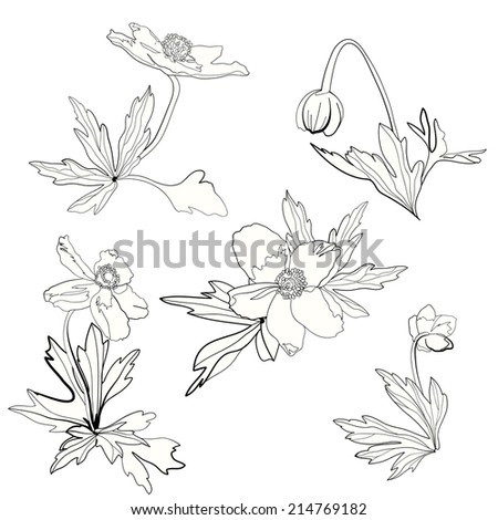 Set of anemones, flowers and leaves