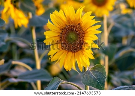Beautiful picture with the sunflower