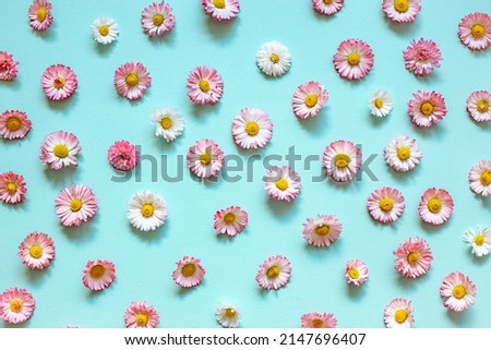 pink spring daisy flowers on blue background. Flower pattern. Daisy pattern. Flat lay