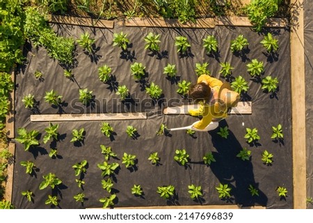 A young girl in a straw hat is standing in the middle of her beautiful green garden, covered in black garden membrane, view from above. A woman gardener is watering the plants with watering can Royalty-Free Stock Photo #2147696839