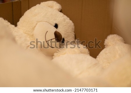 Teddy bear in box. Children's toy. Cute bear with white hair.