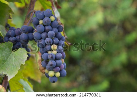blue grape on a branch with green leaves