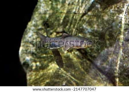 Opsariichthys uncirostris Zacco platypus Taiwan freshwater minnow