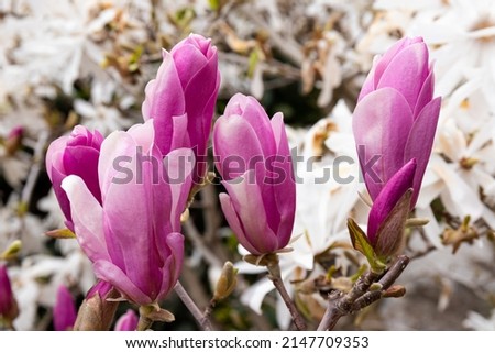 Beautifully blooming magnolia in a spring garden, selective focus. Flowering tree.
