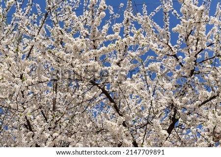 Beautiful branches of blossoming cherries in spring on a perfect day with blue sky. Spring background. 