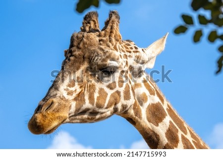 A giraffe stands next to a tall tree. Giraffe eat tree leaves.