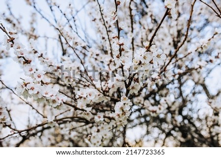 Beautiful white apricot petals bloom in spring on a tree in the garden. Photography of nature.