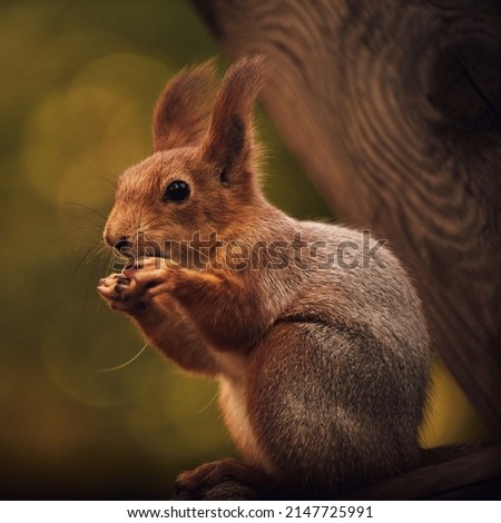       Cute forest squirrel on a branch in the autumn forest                         