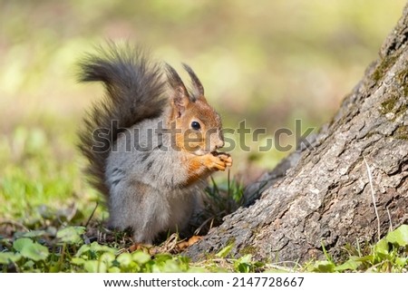 A small young fluffy squirrel sits on the grass and eats. Close-up. Natural background with squirrel.