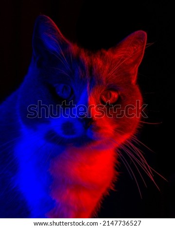 Portrait of a british shorthair cat in red blue neon lights on a black background