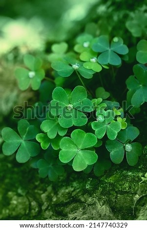 Green clover leaves with water drops close up, natural abstract background. Beautiful image of summer nature. three-leaves oxalis plant. shamrocks, St.Patrick's day holiday symbol. Template for design
