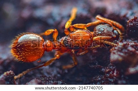 Myrmica rubra, also known as the European fire ant or common red ant, is a species of ant of the genus Myrmica. European fire ant Myrmica rubra close up