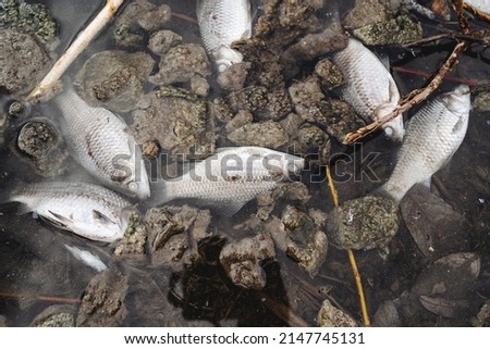 A lot of dead fish swim in the water of the lake, a catastrophe of an ecological scale, dirty water not suitable for the life of the fauna, poisoning of fish. High quality photo Royalty-Free Stock Photo #2147745131