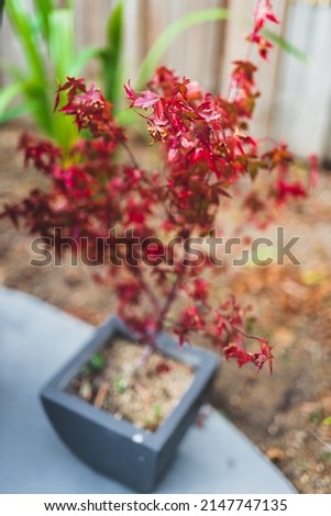 small red japanese maple tree in pot outdoor in sunny backyard, close-up shot at shallow depth of field